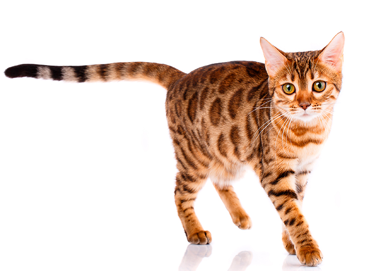 carcterísticas-del-gato-bengalí