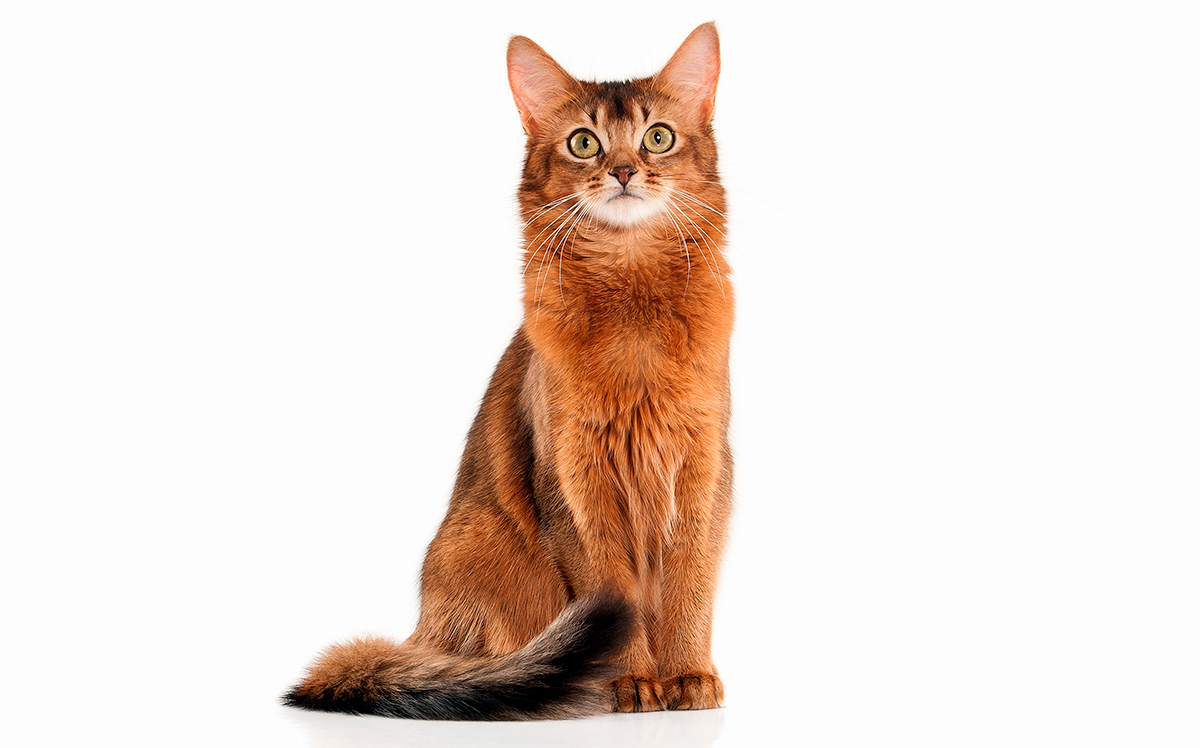 cualidades del gato Somalí cualidades del gato Somalí