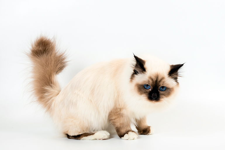 gato birmano a medio lado