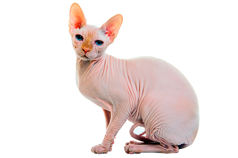 gato sin pelo Sphynx gato sin pelo Sphynx