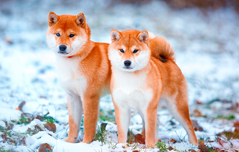 pareja-de-perros-Shiba-Inu