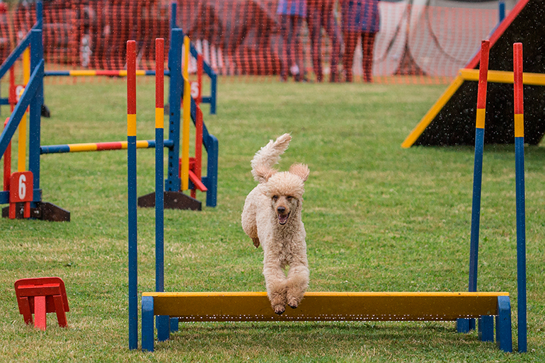 Caniche-haciendo-agility