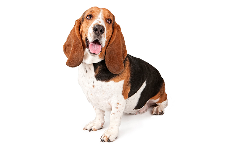 Características-del-Basset-Hound