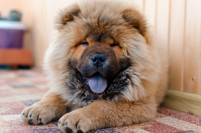 Chow-Chow-tumbado-en-casa