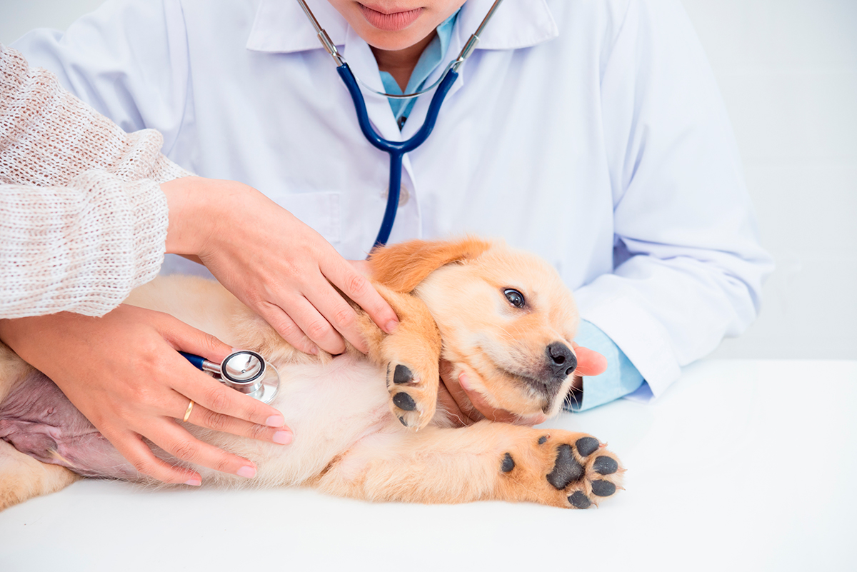 cachorro en revision veterinaria
