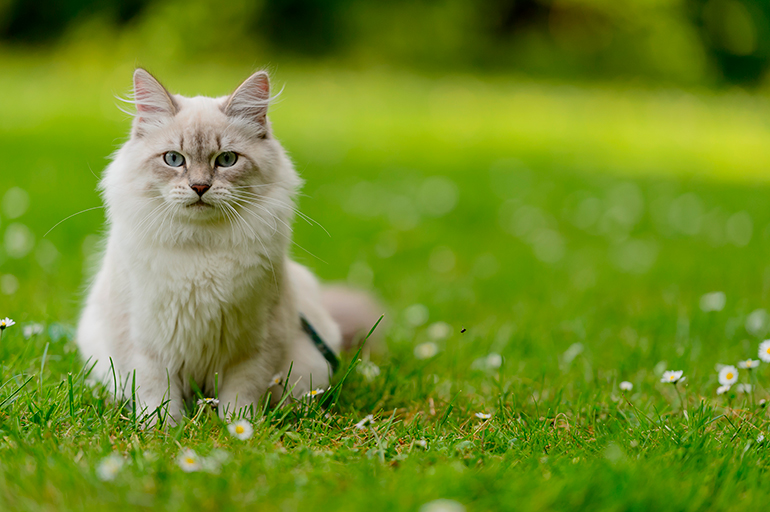 gato siberiano en el cesped gato siberiano en el cesped