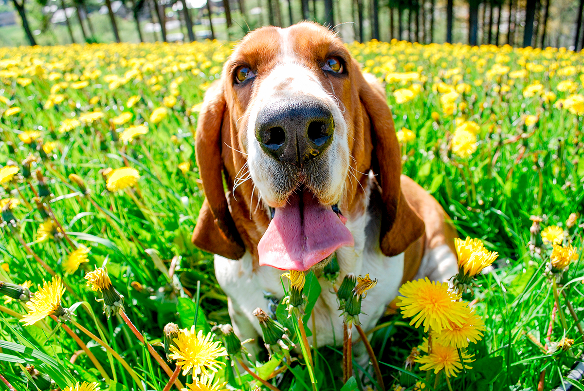 perro de raza Basset Hound
