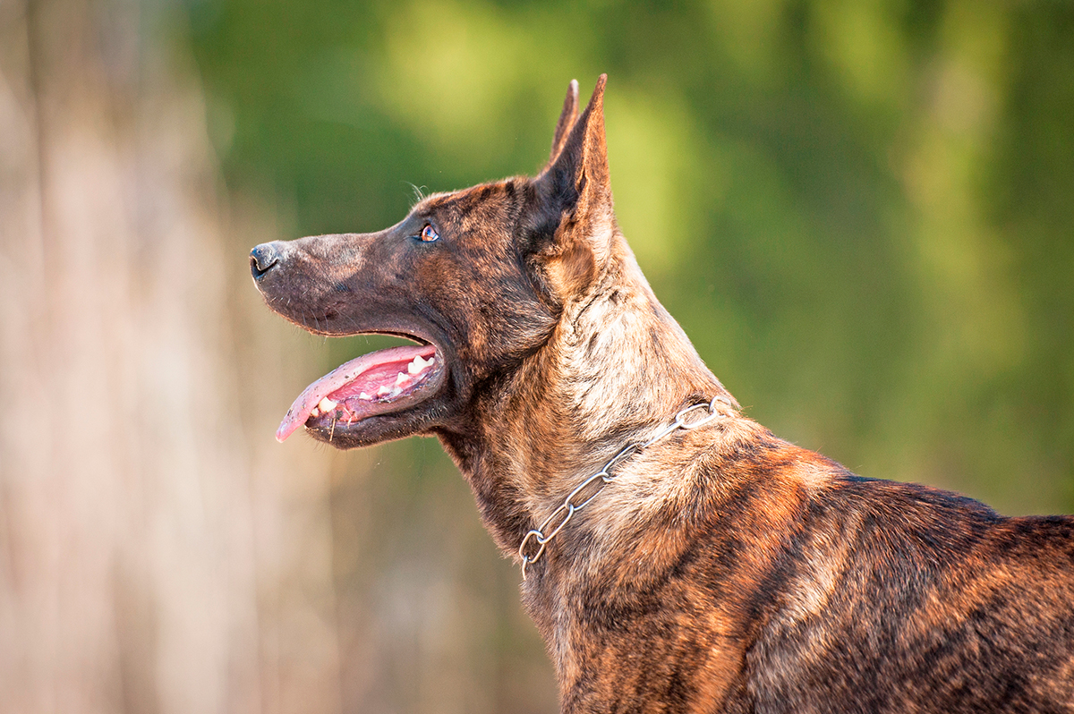 perro de raza Pastor Holandés