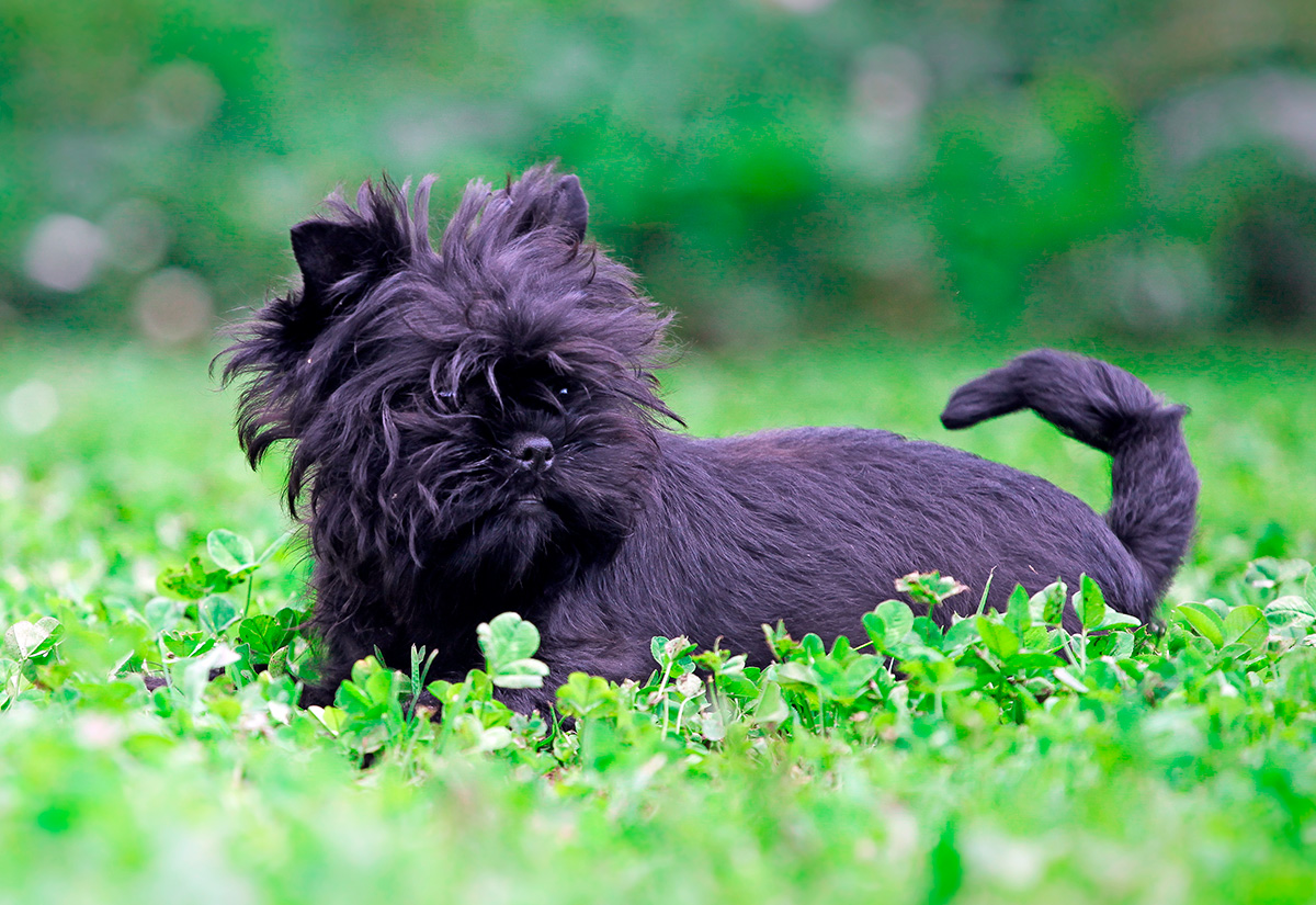 Affenpinscher Affenpinscher