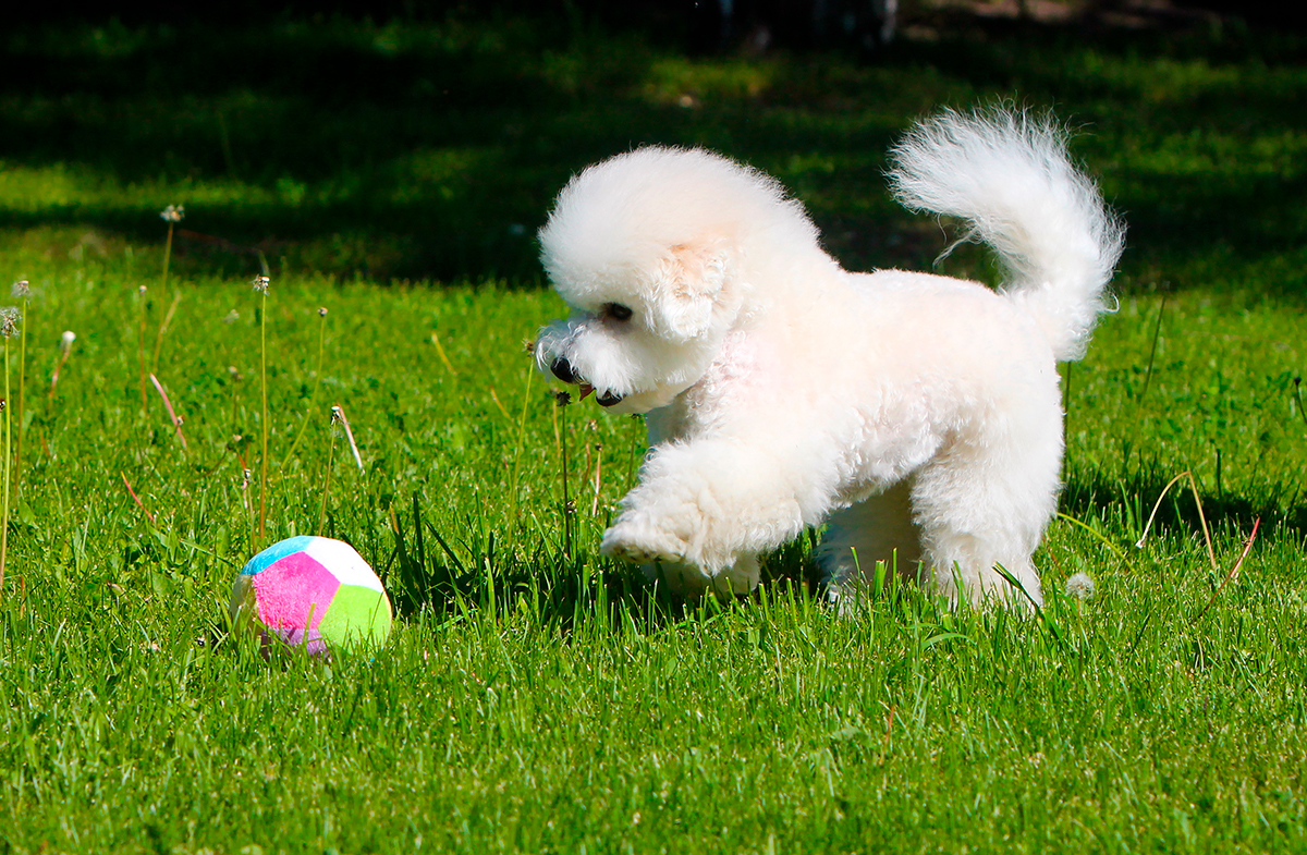Bichón boloñés jugando con una pelota sobre el cesped