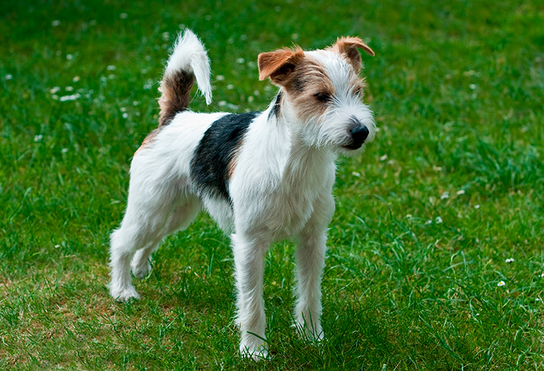Parson Russell Terrier en el jardín