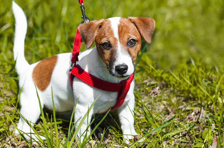 cachorro-de-perro-con-arnés