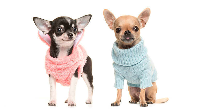 chihuahua-cabeza-de-manzana-y-cabeza-de-ciervo