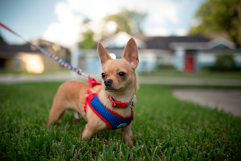 chihuahua-paseando-con-arnés