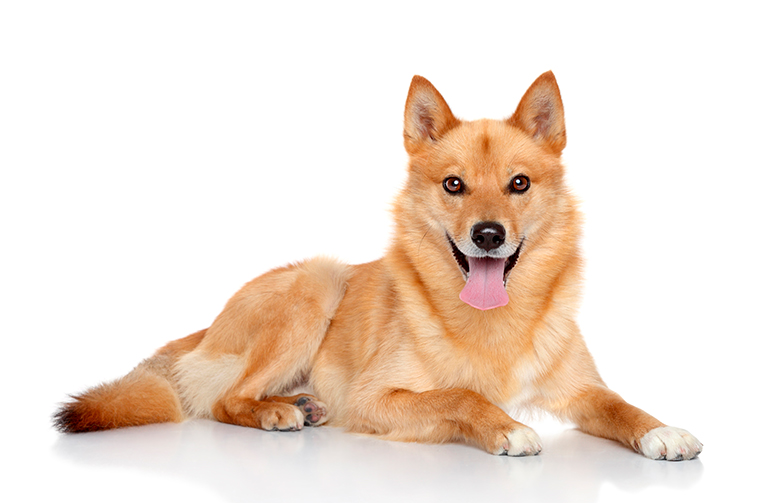 físico del Spitz Finlandés