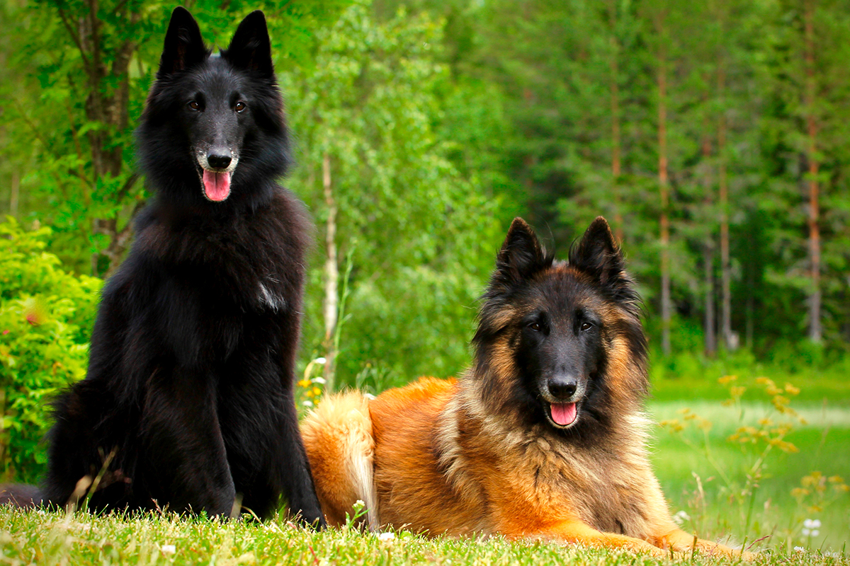 pareja de Pastor belga tervueren