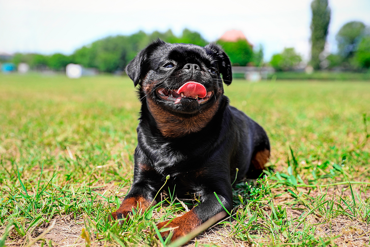 perro Petit brabançon