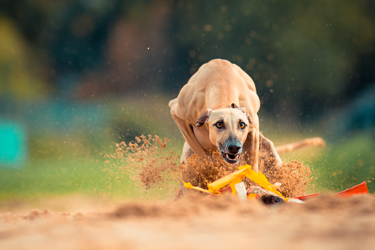 perro Sloughi corriendo