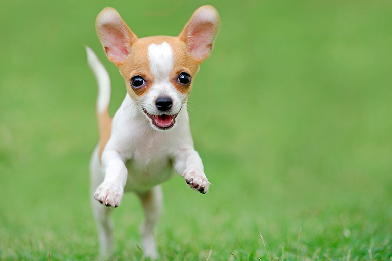 perro-chihuahua-corriendo