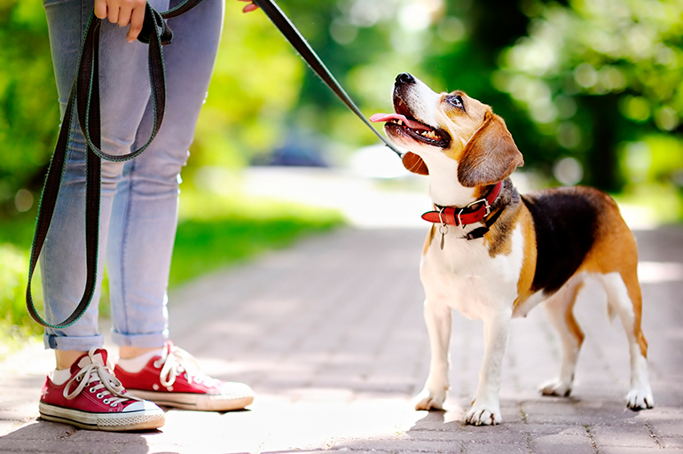 perro-paseando-con-collar