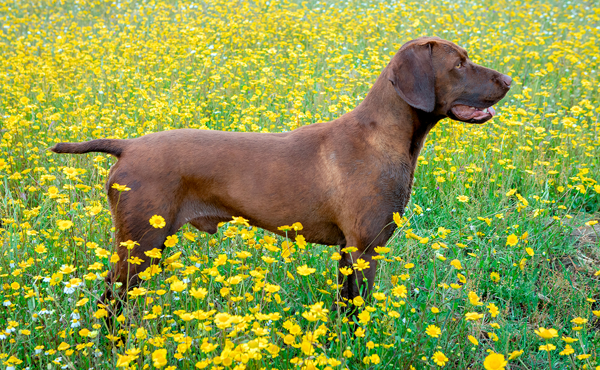 Braco Alemán en el campo
