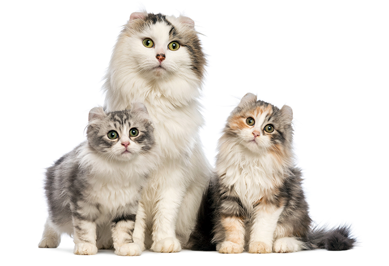 Curl americano con sus cachorros Curl americano con sus cachorros