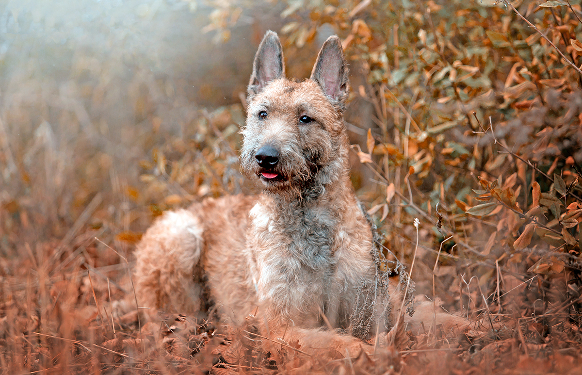 Pastor Belga Laekenois