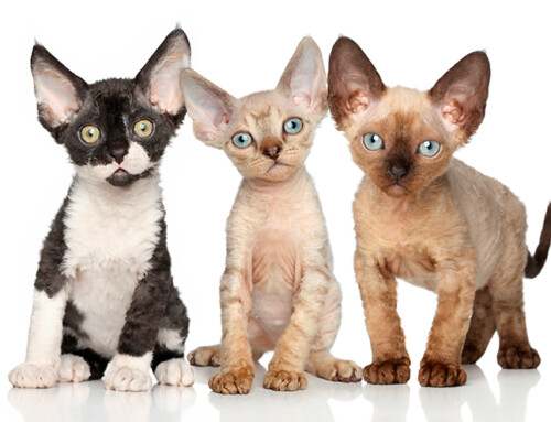 Diferencias entre el Cornish rex y el Devon rex
