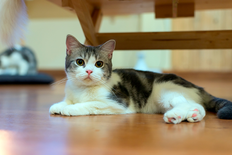 características del American wirehair características del American wirehair