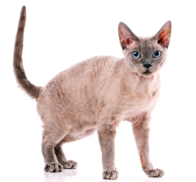 como es un gato Devon rex como es un gato Devon rex