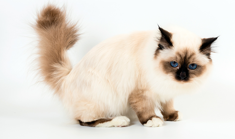 físico del Sagrado de Birmania físico del Sagrado de Birmania