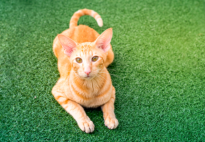 gato Javanés sobre el jardín gato Javanés sobre el jardín