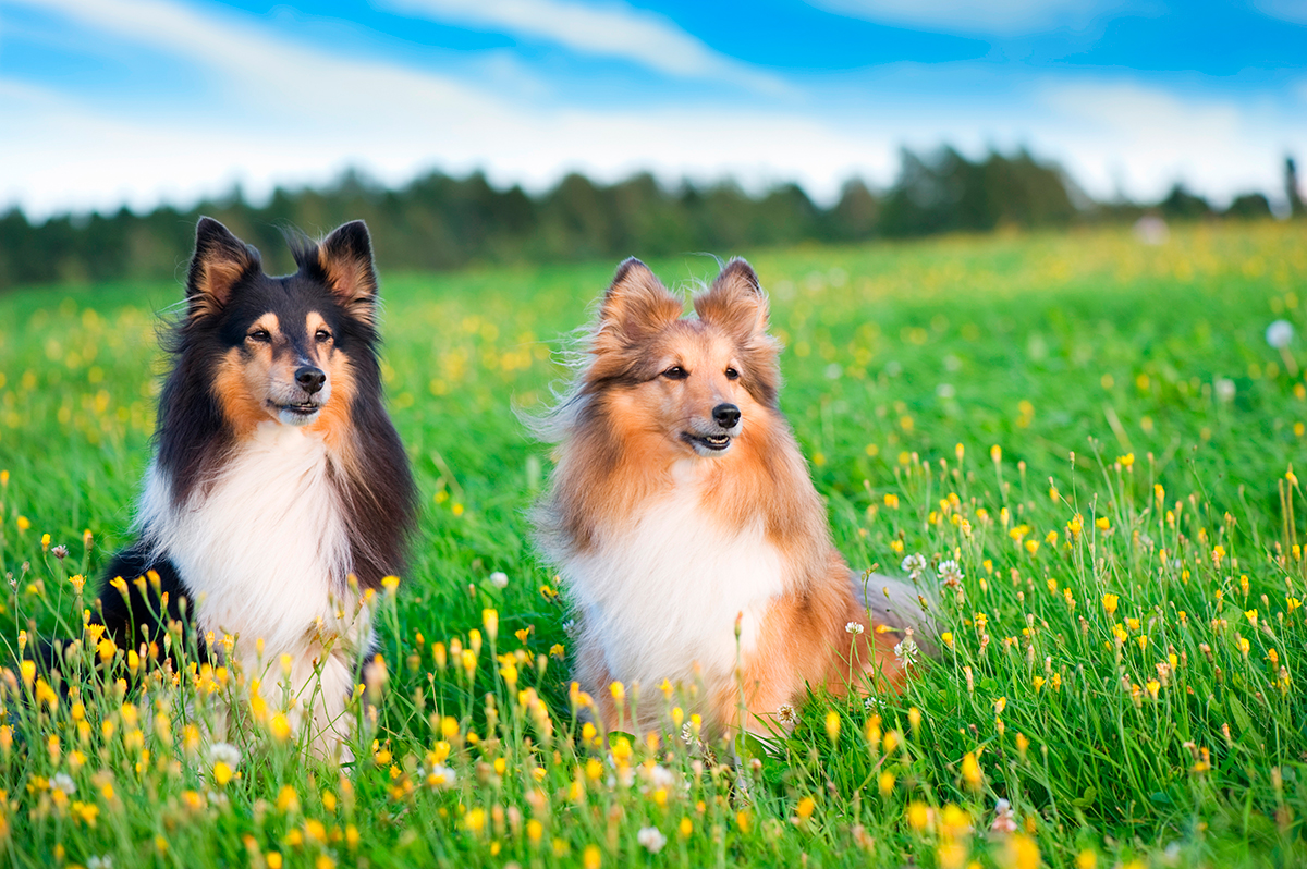 pareja de perros Pastor de Shetland en el campo