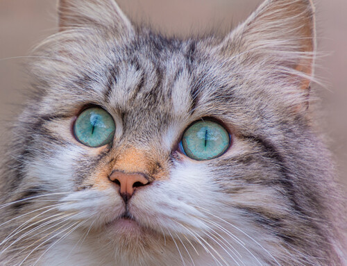 Diferencias entre el gato Manx y el Bobtail