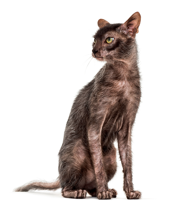 gato Lykoi gato Lykoi