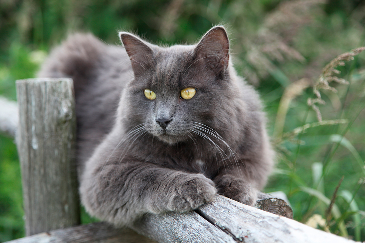 Nebelung Nebelung