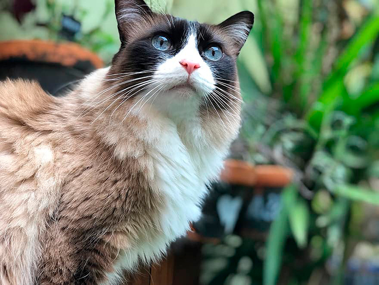 Snowshoe observando Snowshoe observando