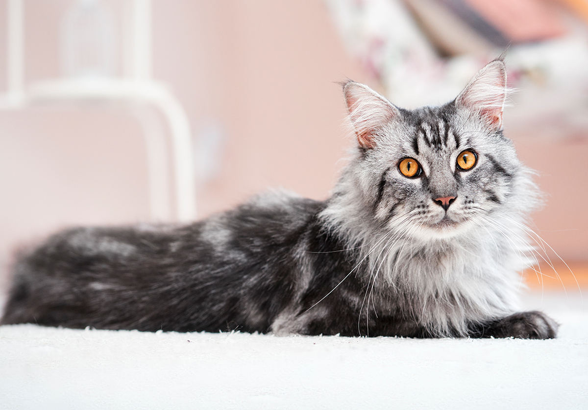 gato Maine Coon
