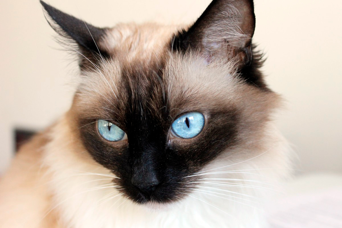 gato Snowshoe