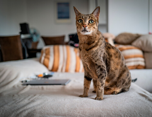 Estándar de la raza Ashera