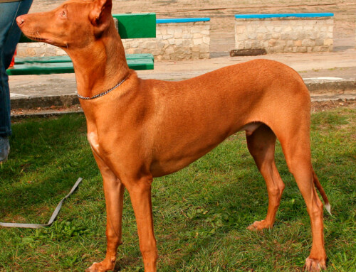 El perro Cirneco del Etna o Galgo siciliano