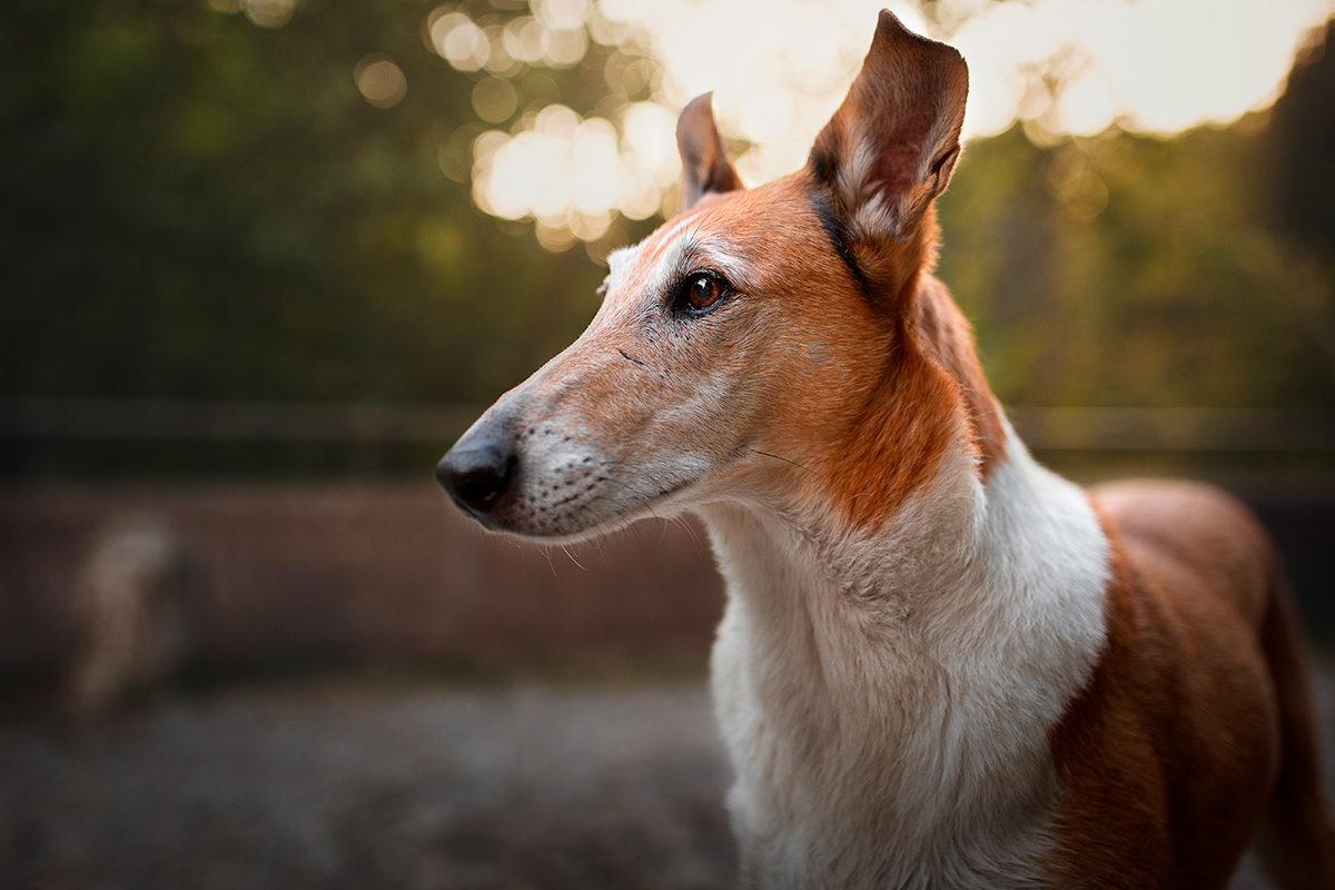 Collie de Pelo Corto