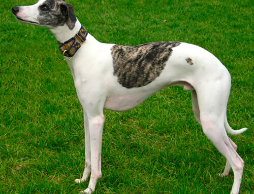 El Whippet