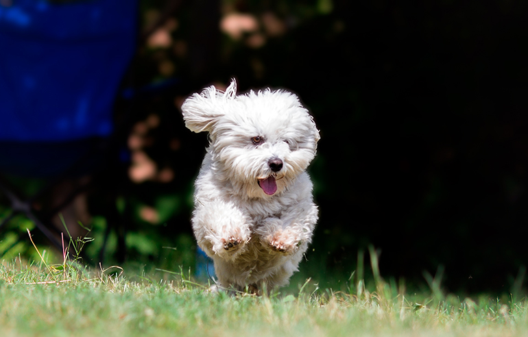 Coton de Tulear corriendo por el monte