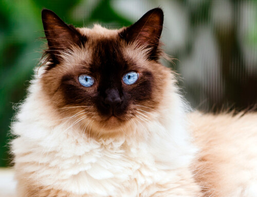 Estándar de la raza Himalayo