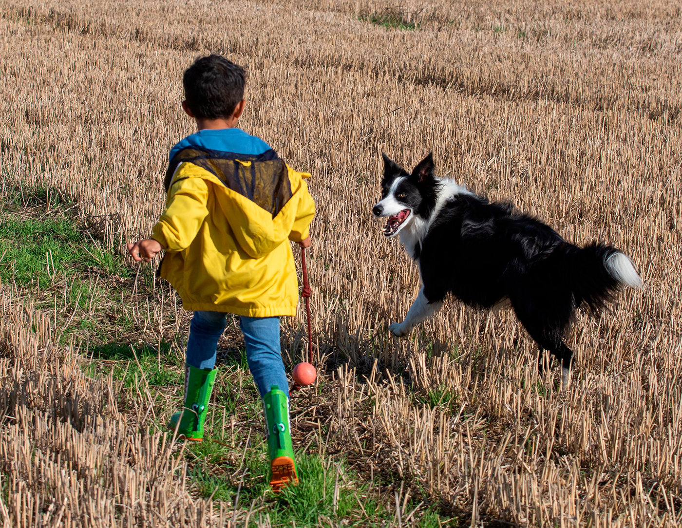 nino jugando con un perro