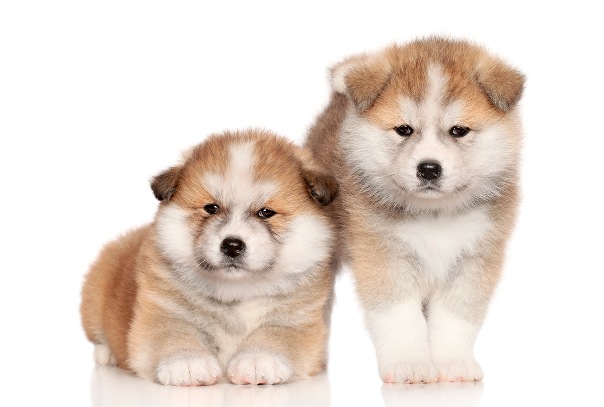 Cachorros de Akita Inu