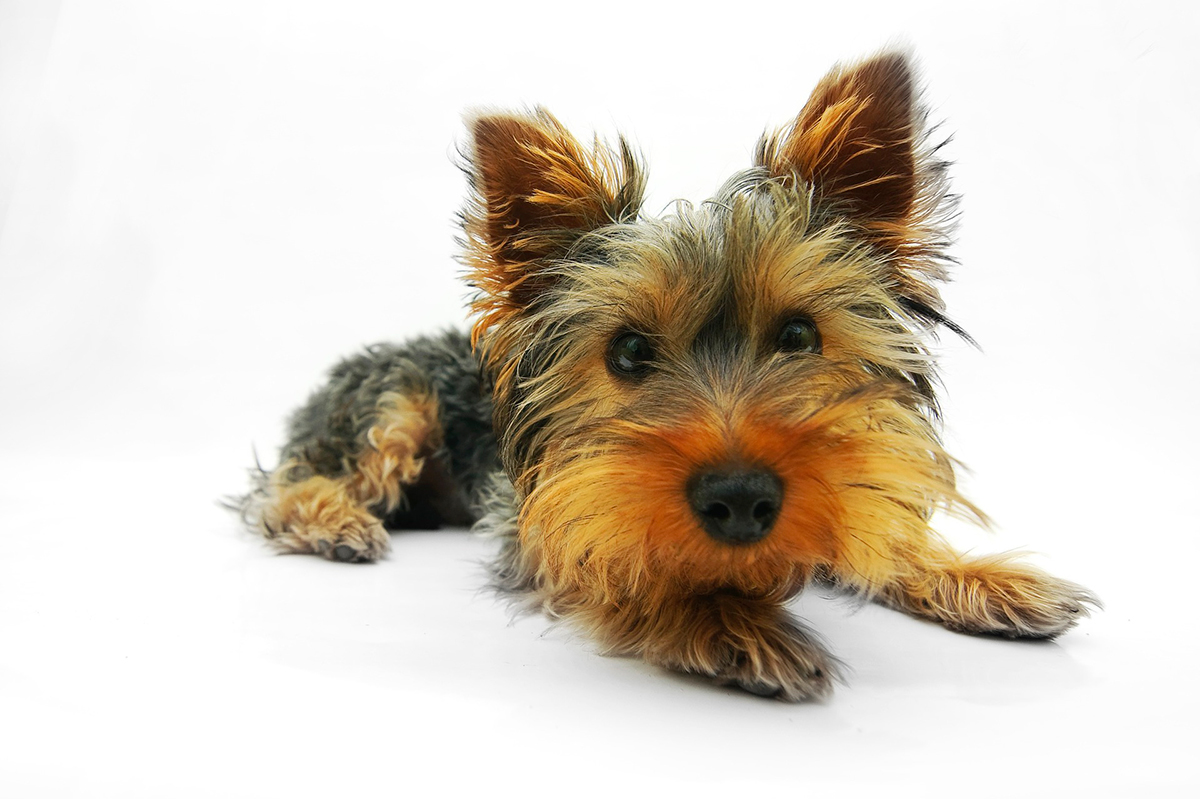 Yorkshire Terrier olfateando