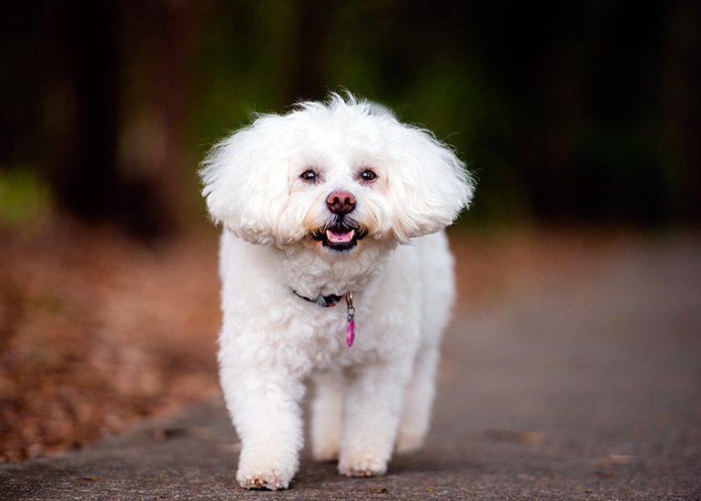 bichon frise en el campo