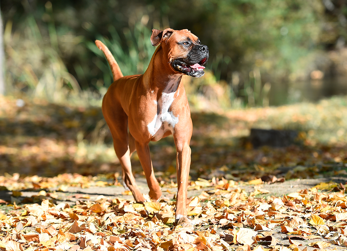 boxer corriendo